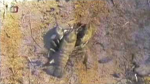 Živé srdce Evropy - Rak kamenáč