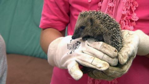 Chcete mě? - 11. října 2015