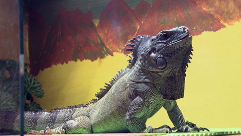 Zoománie - Epizoda 6/17