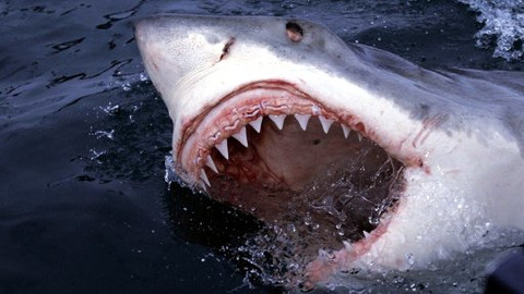 Hitparáda zvířecích zabijáků - 5/5 Deset nejagresivnějších tvorů