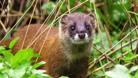 Darwinův úžasný svět zvířat - 4/13 Skrytá příroda Tokia