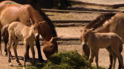 Náš zvěřinec - Zachraňte koně