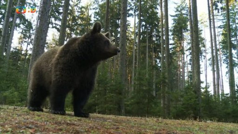 Méďové na cestách - 24/43 Třeboňsko