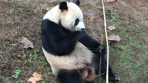 Postřehy odjinud - Sečuán očima Petra Voldána
