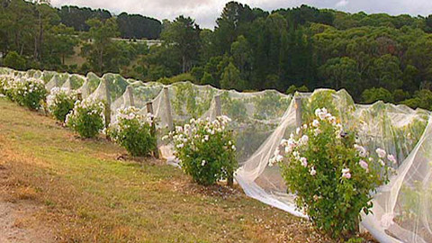 Putování za vínem - 12/16 Austrálie - Victoria