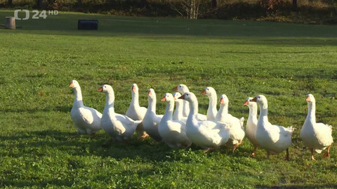 Regiony ČT24 - 8. listopadu