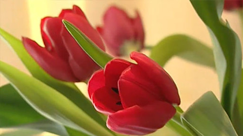 Zahrada je hra - 7. května 2006