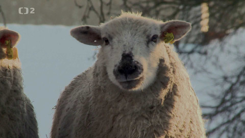 Krajina Dana Bárty - 3/6 Krajina s vlčí smečkou