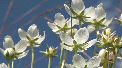 Novinky z přírody - Epizoda 25/53