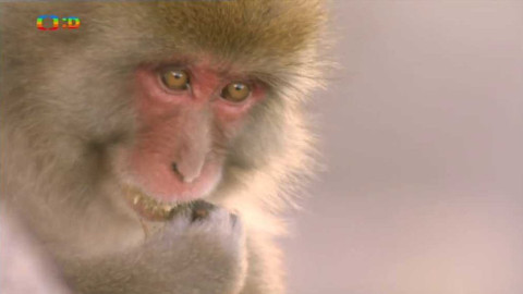 Hvězdy zvířecí říše - 32/32 Opice