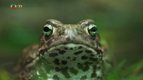 V divočině, tam to žije - Epizoda 28/40