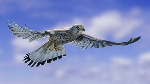 Hitparáda zvířecích zabijáků - 5/5 Deset nejlepších letců