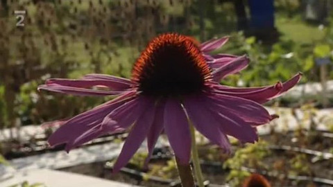 Náš venkov - Není bylina, aby na něco nebyla