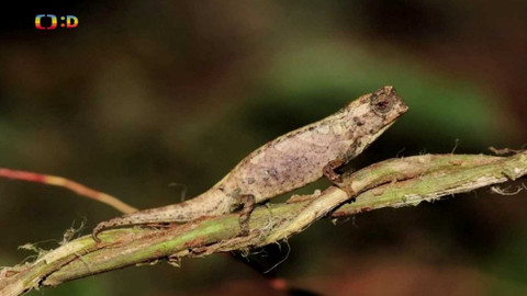 Zprávičky - 11. února 2021