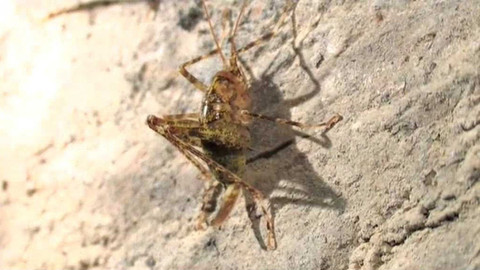 Živé srdce Evropy - Koník jeskynní