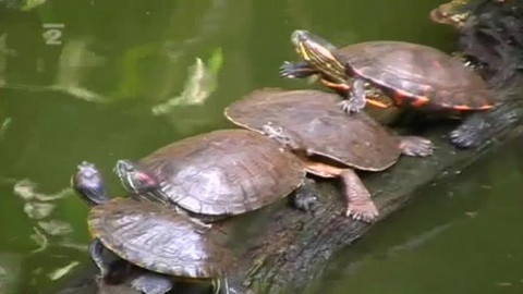 Zeměpis světa - Farma u pralesa