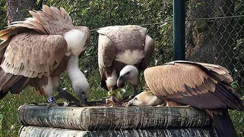 Přežili rok 2000 - 5/6 Sup bělohlavý