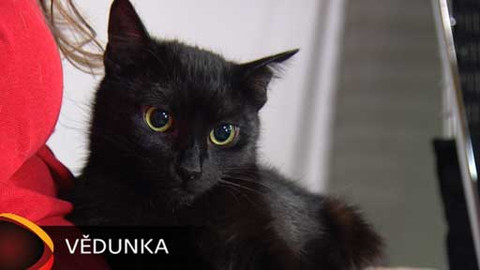 Chcete mě? - Chcete je?