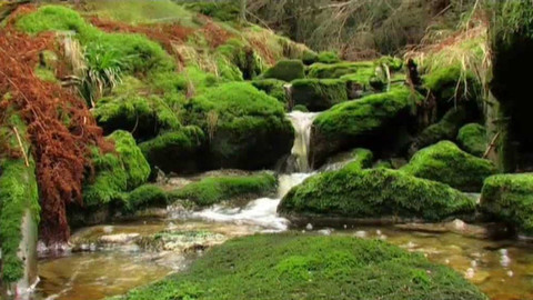 Živé srdce Evropy - Trojmezná