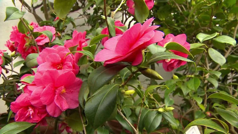 Týden v regionech (Brno) - 5. února 2022