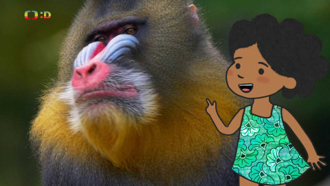 Velká kniha o zvířátkách - Epizoda 40/52