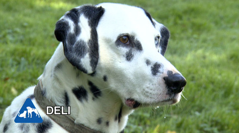 Chcete mě? - Chcete je?