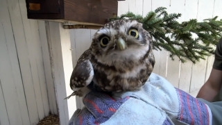 Zoufalé volání sýčka