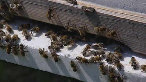 Náš venkov - Pilný jako včelka?