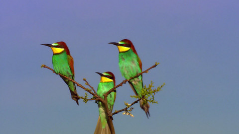 Safari z Knihy džunglí - Epizoda 21/26