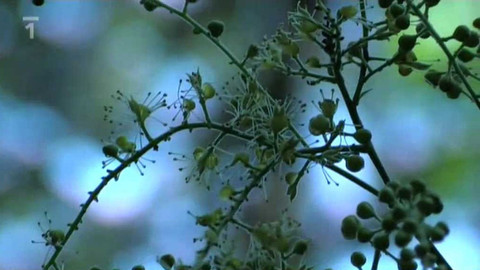 Živé srdce Evropy - Ploštičník evropský