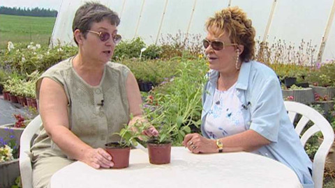 Dobrá rada nad zlato - 30. září 2006