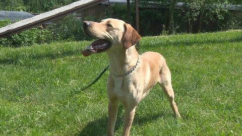 Chcete mě? - Chcete je?