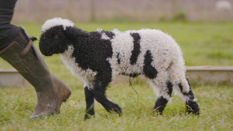 Pozoruhodný svět mláďat - Epizoda 4/6