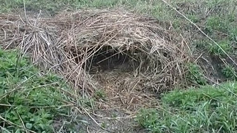 Příběhy z přírody - 2/4 Piškotka