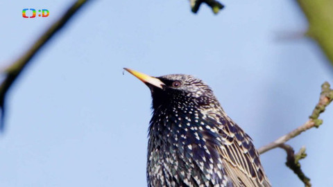 Ptačí rodinky - Špačkovi se seznamují