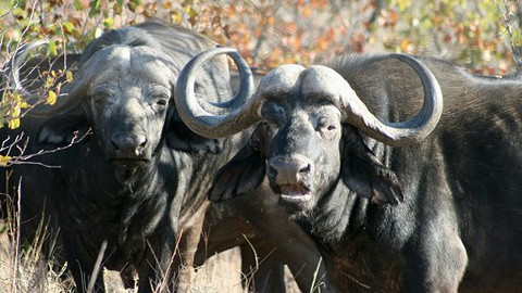 60 zvířecích zabijáků - Epizoda 5/20