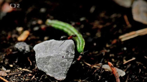 Minuty z Krkonoš - Mravenci kolem nás