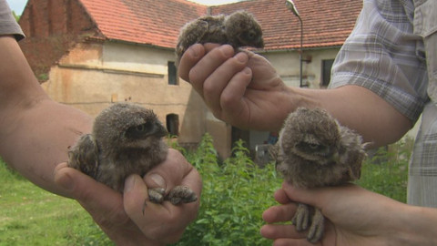 Chcete mě? - 18. března 2018