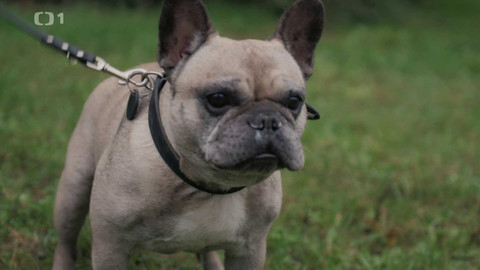 Kočka není pes - Agresivní Arnold a nepřátelský Jimmy