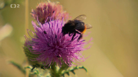 Nedej se! - Čmeláčí rozlet