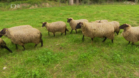 Nedej se! - Rozoraná pravidla