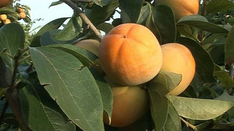 Objektiv - 23. listopadu 2008