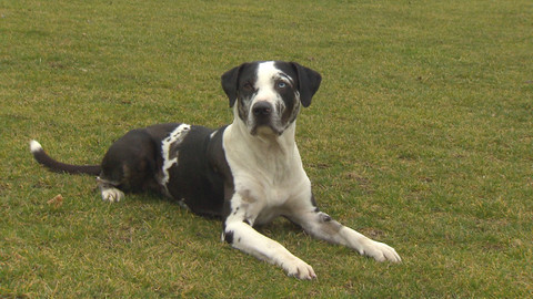 Chcete mě? - 8. ledna 2017