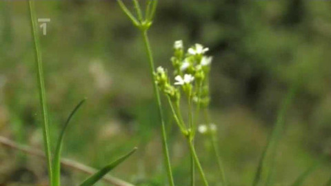 Živé srdce Evropy - Pochybek severní
