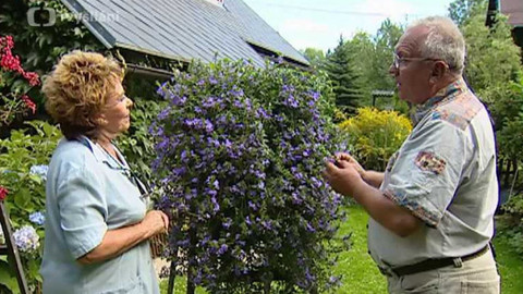 Dobrá rada nad zlato - 11. června 2006