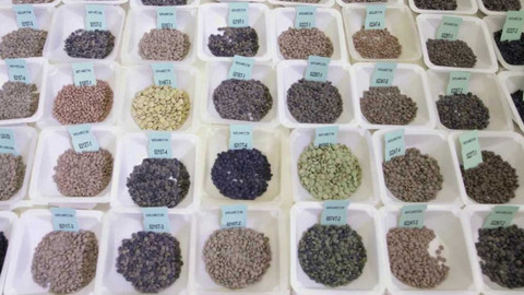 Dobrodružství vědy a techniky - Čočka - ideální plodina pro teplejší planetu