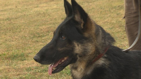 Chcete mě? - Chcete je?