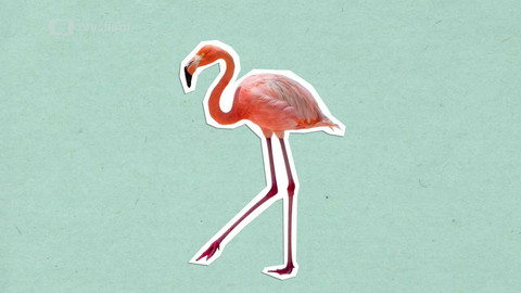 To je něco! - Proč jsou plameňáci růžoví?