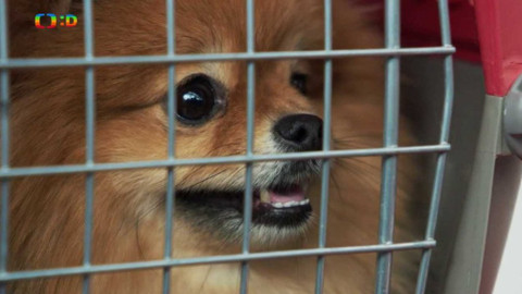 Jak to lítá na letišti - Zvíře na palubu!