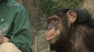 Příběhy zvířecích miminek III